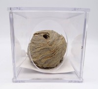 Los  <br>Wespen?-Nest in Plexiglas-Schaukasten, Kasten 13 x 13 cm