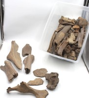 Auktion 349 / Los 15040 <br>Sammlung versteinerter  Mammutknochen, Größter L-43cm